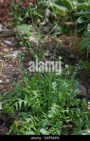 A flowering and seeding plant of shepherd's purse, Capsella bursa-pastoris, a garden and agriculture weed Stock Photo