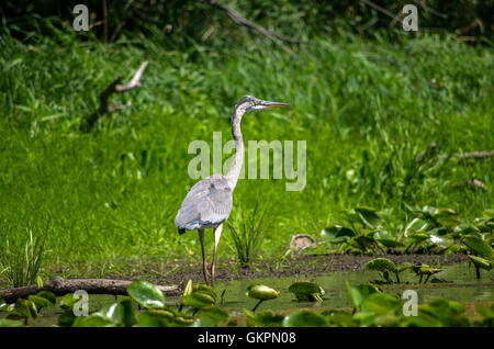 Great Blue Heron hunting along the shore Stock Photo