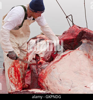 Minke Whale Hunt, fisherman skinning the whale aboard the Hrafnreydur KO-100, whaling ship, Iceland Stock Photo