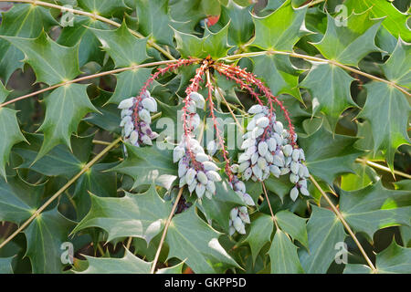 Beale's barberry fruits Stock Photo