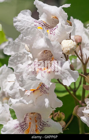 Northern catalpa flowers Stock Photo