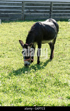 Young donkey eating grass Stock Photo - Alamy