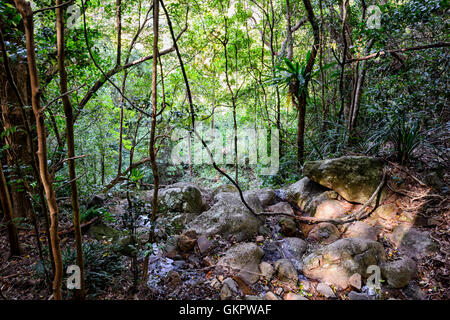 Lianas growing in the temperate Minnamurra Rainforest Centre, New South Wales, NSW, Australia Stock Photo