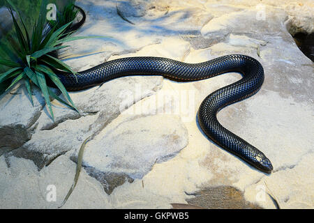 Red-bellied Black Snake (Pseudechis porphyriacus), Australia This snake is dangerously venomous but rarely bites. Stock Photo