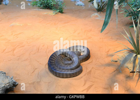 Woma Python (Aspidites ramsayi) or Ramsay's Python or Sand Python, Australia Stock Photo