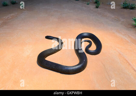 Inland Taipan or Fierce Snake (Oxyuranus microlepidotus), Australia The venom of the Inland Taipan is extremely potent and is ra Stock Photo