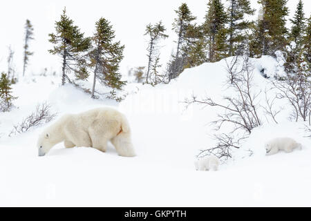 Polar bear mother (Ursus maritimus) walking on tundra with two new born cubs, Wapusk National Park, Manitoba, Canada Stock Photo