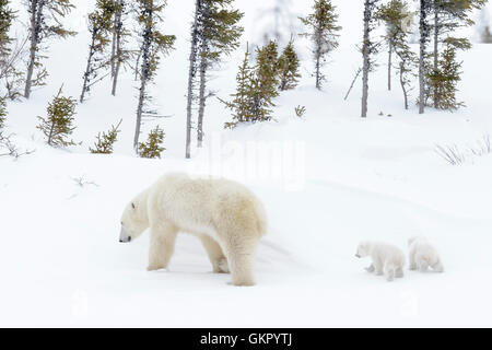 Polar bear mother (Ursus maritimus) walking on tundra with two new born cubs, Wapusk National Park, Manitoba, Canada Stock Photo