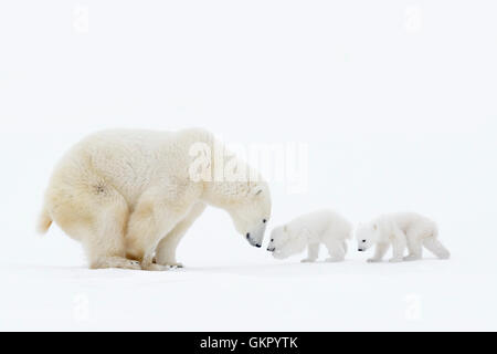 Polar bear mother (Ursus maritimus) standing on tundra with two new born cubs, Wapusk National Park, Manitoba, Canada Stock Photo