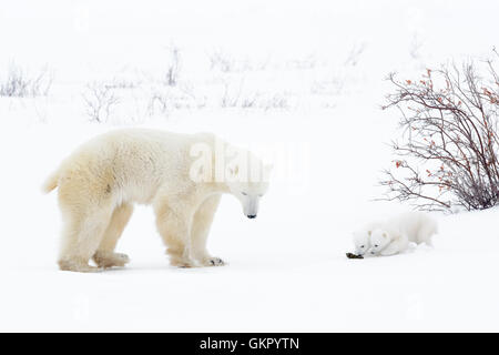 Polar bear mother (Ursus maritimus) standing on tundra with two new born cubs sniffing on mother's poo, Wapusk National Park, Ma Stock Photo