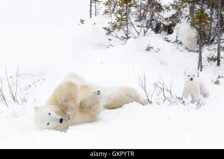 Polar bear mother (Ursus maritimus) rolling over, playing with two new born cubs, Wapusk National Park, Manitoba, Canada Stock Photo