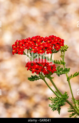 Achillea millefolium 'The Beacon' close-up flower head Stock Photo