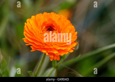 Marigold Calendula officinalis 'Indian Prince' close-up of single flower Stock Photo