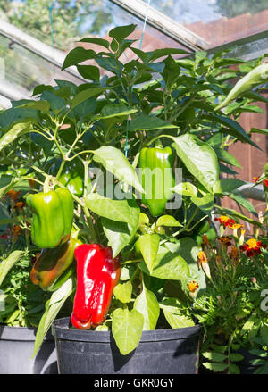 Sweet pepper or capsicum New Ace F1 hybrid growing in amateur gardener's greenhouse, England, UK Stock Photo