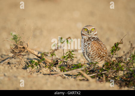 BirdAAV7998:  Burrowing Owl (Athene cunicularia), Florida USA by Bill Lea Dembinsky Photo Associates Stock Photo