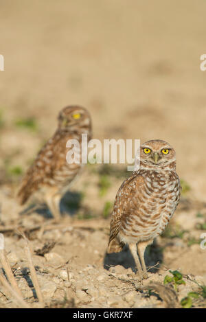 BirdAAV8020: Pair of Burrowing Owls near den (Athene cunicularia), Florida USA by Bill Lea Dembinsky Photo Associates Stock Photo