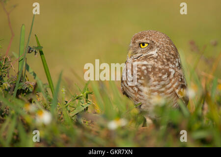 Burrowing Owl (Athene cunicularia), Florida USA Stock Photo