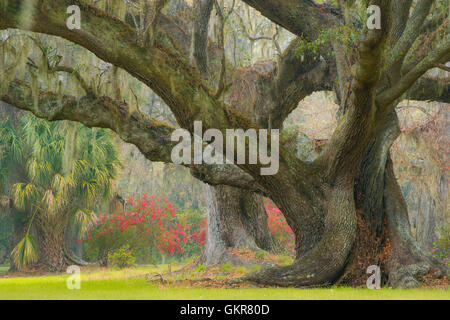 Oak trees and lush spanish moss in Forsyth Park, Savannah, Georgia Stock  Photo - Alamy