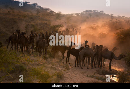 Camels on the way to Pushkar Mela at sunset, Pushkar Camel Fair, Rajasthan, India Stock Photo