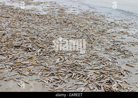 Razor Shells (Ensis arcuatus) on the beach at Titchwell, Norfolk, UK ...