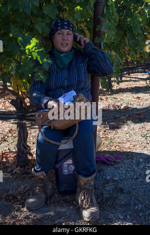 Hispanic woman, winery worker, vineyard worker, talking on cellphone, Checkerboard Vineyards, Diamond Mountain, Calistoga, Napa Valley, California Stock Photo