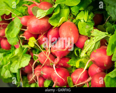 Cherry belle radishes for sale at the Granville Island Public Market in Vancouver, British Columbia, Canada. Stock Photo