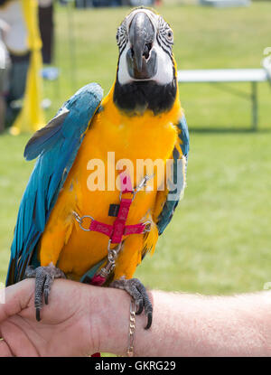 Blue and Gold Macaw wearing a harness sitting on person's arm Stock Photo