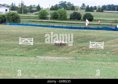 Border Collie driving sheep through double gates at the Canadian Sheep Dog Trials in Woodville, Ontario, Canada Stock Photo