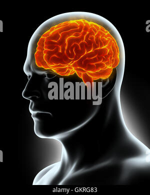 Human Internal Organic - Human Brain, 3D illustration medical concept. Stock Photo