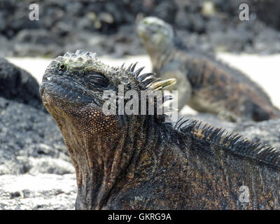 Marine iguana on Galapagos island, clos up posing Stock Photo