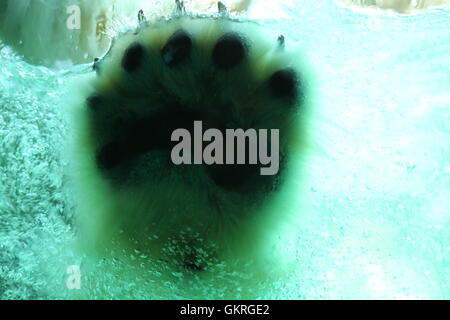 Polar Bear Paw in the Water Stock Photo