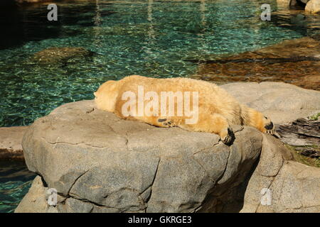 Polar Bear resting on a rock in the sun Stock Photo