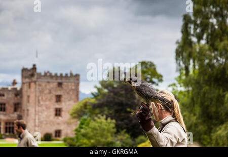 Bird handler with peregrine falcon at Muncaster Castle Hawk and Owl centre, Muncaster, Lake District, Cumbria Stock Photo