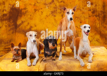 Yorkshire Terrier, Miniature Wirehaired Dachshund and Whippet|Yorkshire Terrier, Zwergrauhaardackel und Whippet Stock Photo