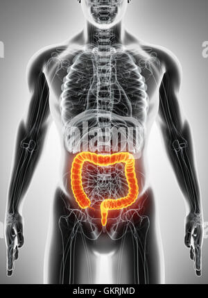 3D illustration of Large Intestine, Part of Digestive System. Stock Photo
