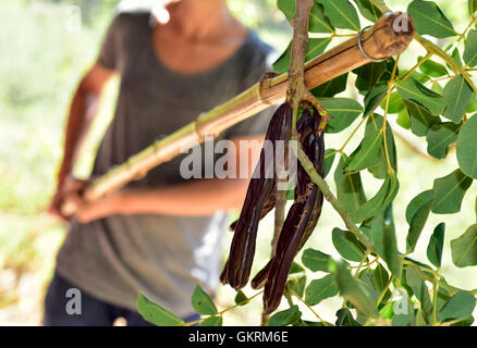 closeup of a young caucasian man hitting with a stick the branches of a carob tree during the harvesting of the fruits, in Spain Stock Photo