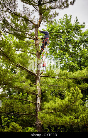 Professional Tree trimmer preparing to cut limbs on a tall pine tree Stock Photo