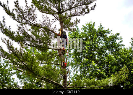 Professional Tree trimmer cutting the top off a tall pine tree on a cloudy day