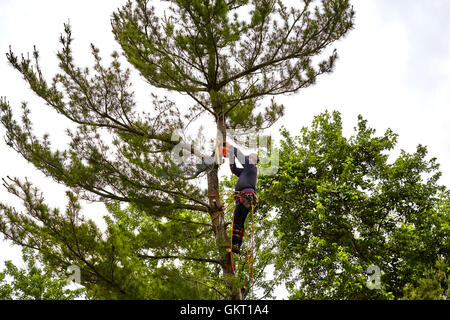 Professional Tree trimmer cutting the top off a tall pine tree on a cloudy day Professional Tree trimmer cutting the top off a tall pine tree on a cloudy day