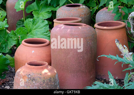 selection of terracotta rhubarb forcers in garden Stock Photo