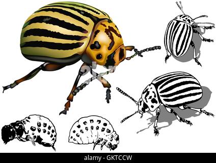 Colorado Potato Beetle Stock Vector