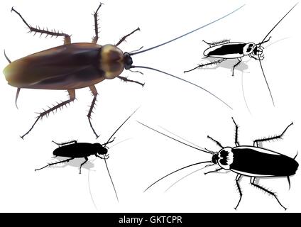 Cockroach Stock Vector