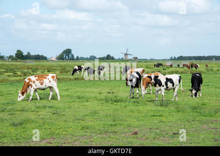 Nature in Friesland, part og Netherlands with black and white and brwon white cows with windmill as background Stock Photo