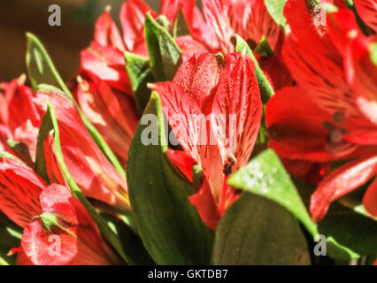Nice bright bouquet of red alstromeria for happy Stock Photo