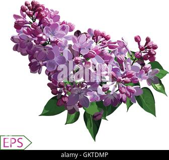 Spring izolate lilac flower for the design. Vector illustration Stock Vector