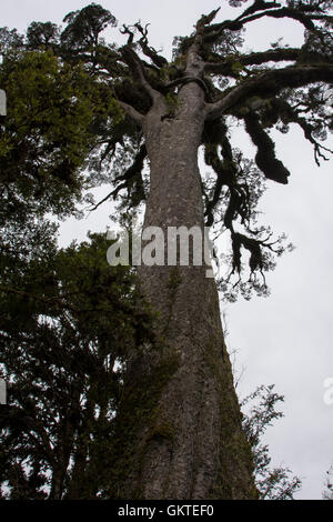 Old grown swamp forest dominated by Kahikatea trees still remains at the Ship Creek estuary in New Zealand. Stock Photo