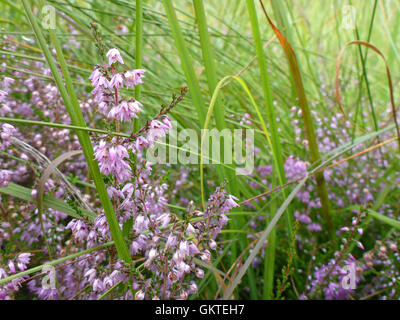 common heather with grass Stock Photo