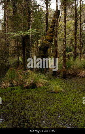 Old grown swamp forest overgrown with lichen and mosses still remains at the Ship Creek estuary in New Zealand. Stock Photo