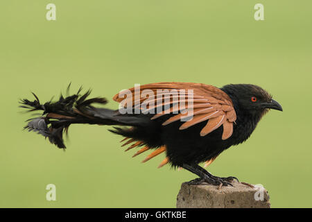 Greater coucal or Crow pheasant (Centropus sinensis) Stock Photo