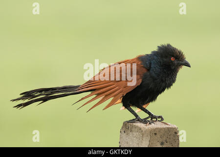 Greater coucal or Crow pheasant (Centropus sinensis) Stock Photo